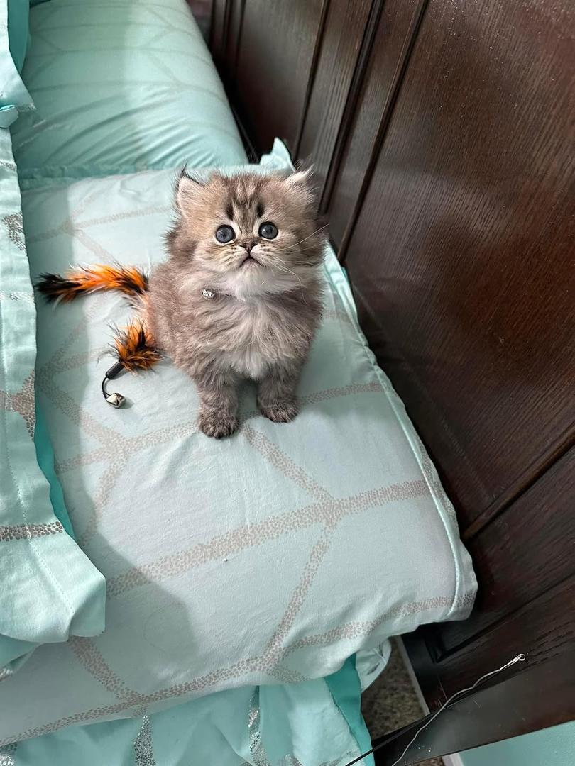 Kitten