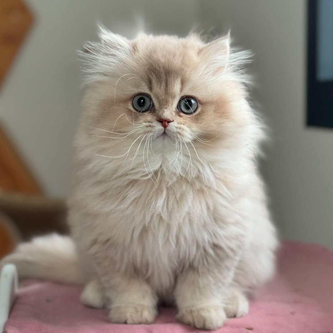 Finn