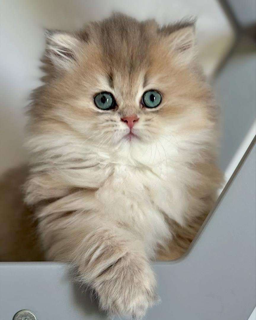 Kitten