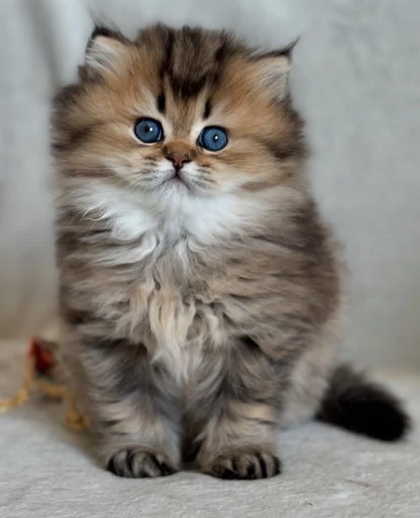 Kitten