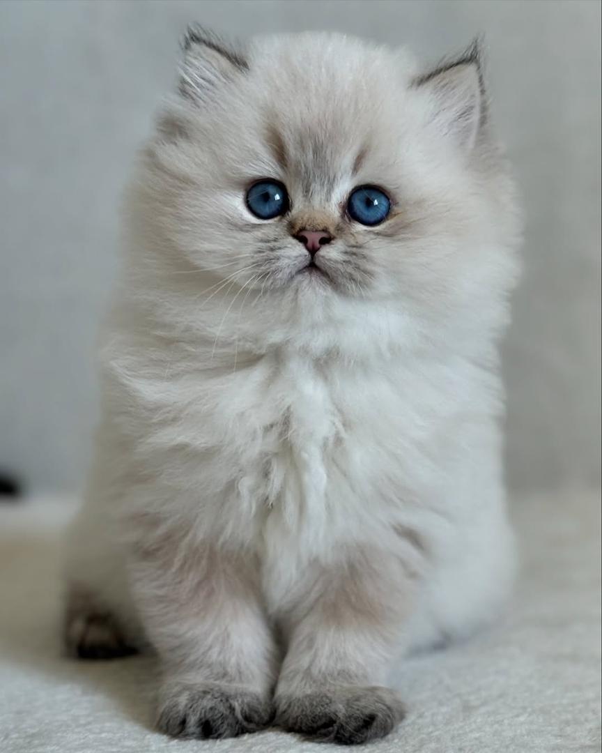 Kitten
