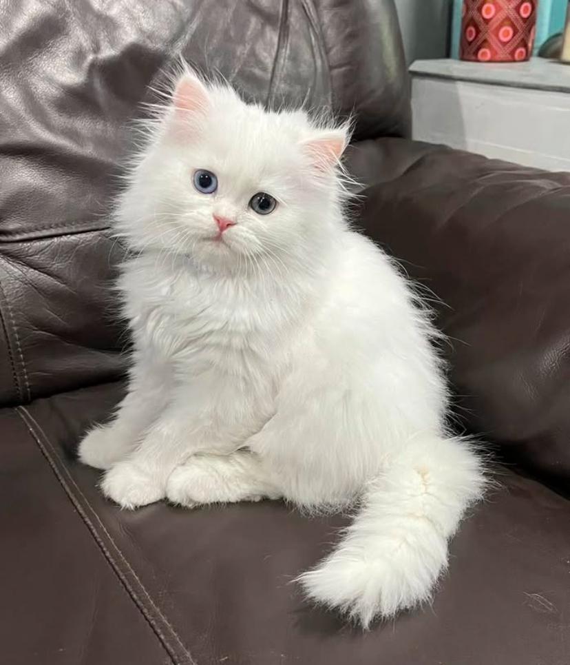 Luca