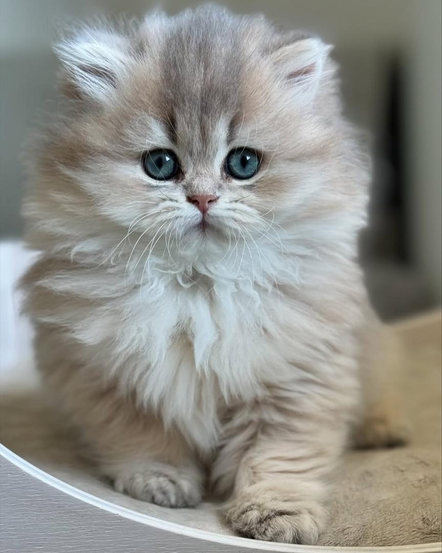 Kitten