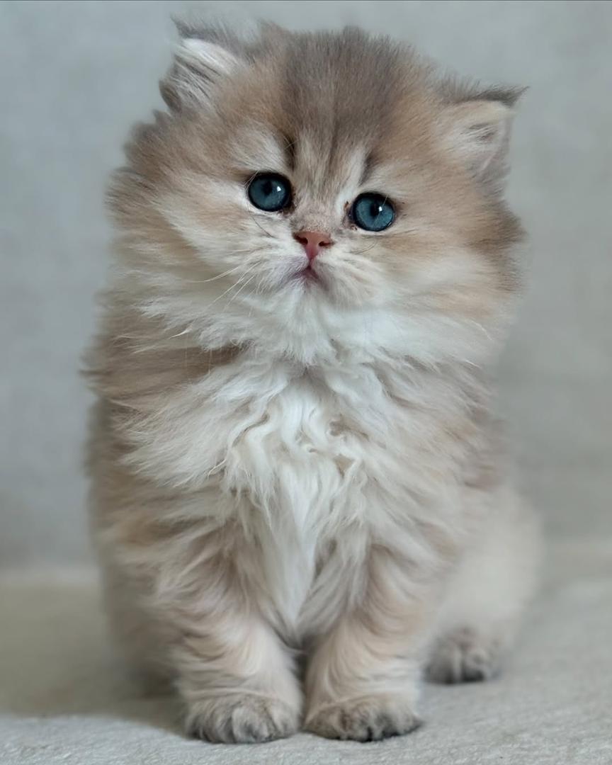 Kitten