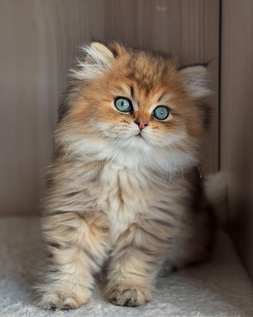 Oscar
