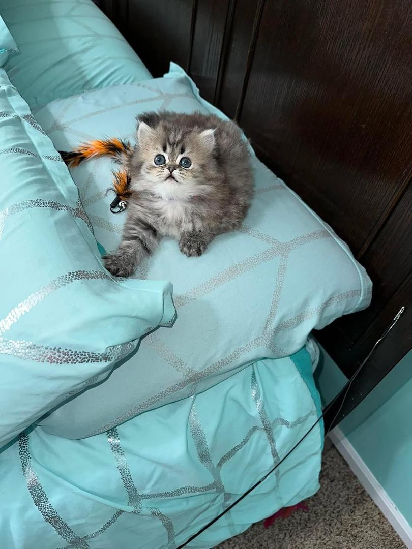 Kitten