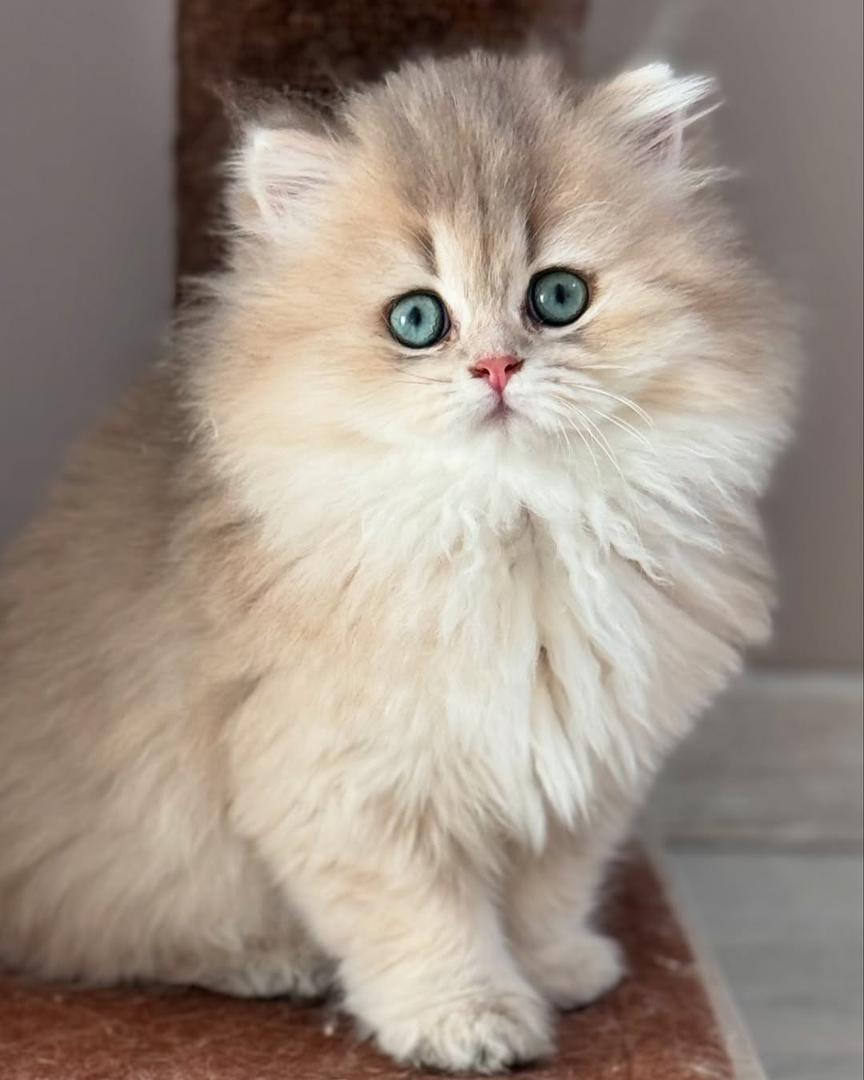 Kitten