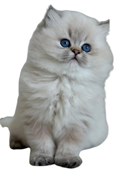 Kitten Logo